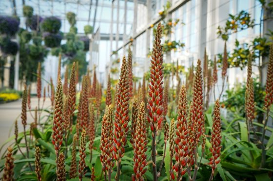 Tall spiky orange clusters of flowers growing in an indoor garden bed,